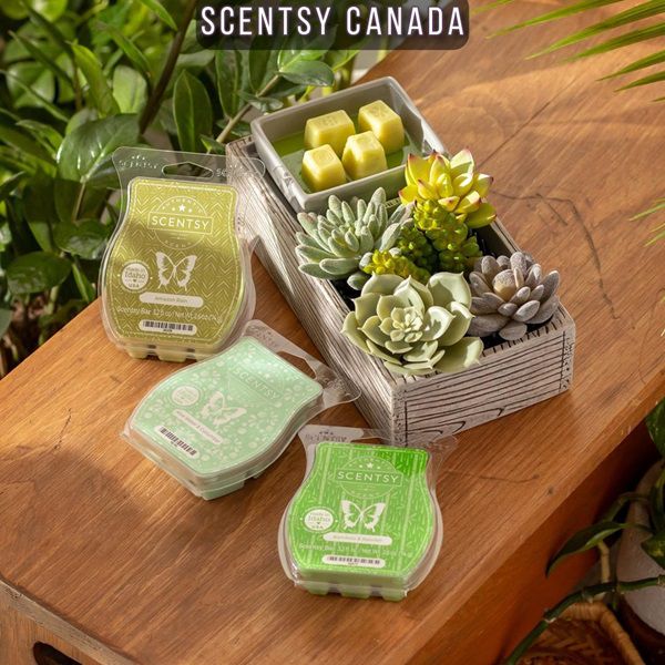 Scentsy Canada | Shop Online